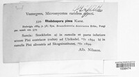 Rhabdospora pinea image